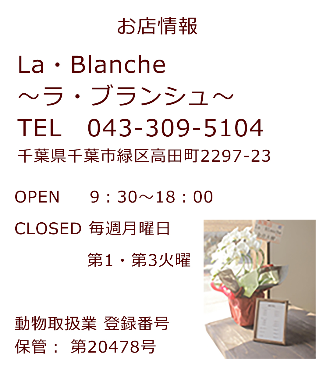 千葉県緑区にあるドッグサロン、ラブランシュのお店情報です